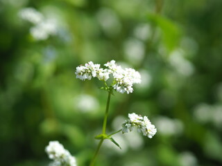 Buckwheat flower in the garden .