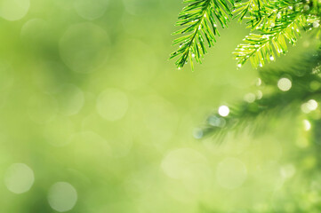 Obraz premium Spring natural background. Young spruce branch in drops of rain.
