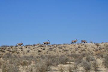 Gemsbok in the Kgalagadi