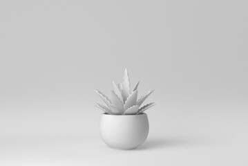 Indoor small plant in a pot on white background. minimal concept. 3D render.