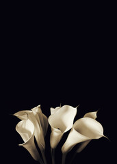 Sympathy card with white calla lilies isolated on black background with copy space