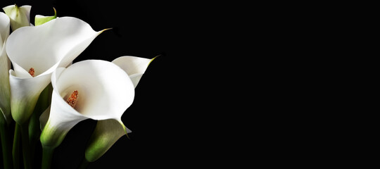 Sympathy card with white calla lilies isolated on black background with copy space - obrazy, fototapety, plakaty