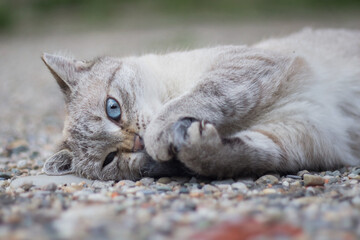 Portrait of a funny stray white and gray siamese mix cat with beautiful blue eyes lying down on the ground outside playing and chewing on a fluffy gray fake mouse toy