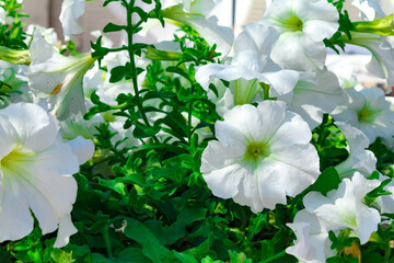 White flowers of surfinia, ampelous petunia. Spring flowers. Floral postcard with surfinia
