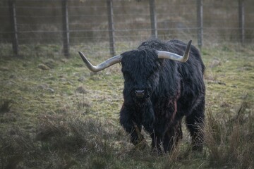 black and white bull