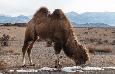 Bactrian camel licks off the remnants of snow. Tien - Shan foothills.