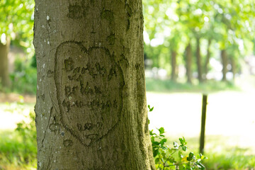 Letters and a heart carved in the bark of a green tree concept for love and closeness