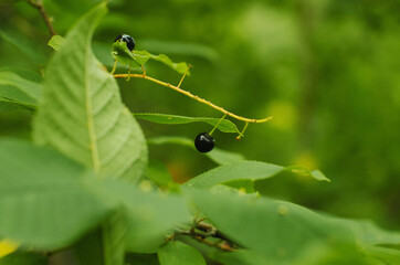 berries of ripe bird cherry are hiding in the greenery of foliage against the background of a blurred green forest