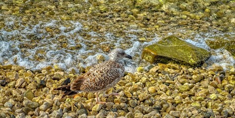Seagull on the beach