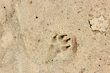 Dog paw print in beach sand, dog's footprint. Close-up of dog paw print on dry sand. Top view, macro photo. Texture of natural background for design. Concept of banner about travel with dog, animals.