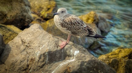 Seagull on a stone