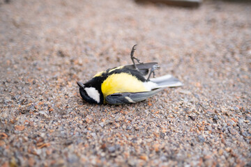 Dead tit on the ground. Many birds died because of ecology and other factors