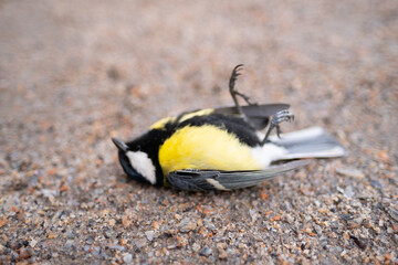 Dead tit on the ground. Many birds died because of ecology and other factors