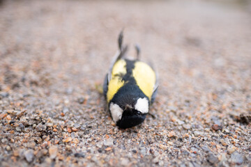 Dead tit on the ground. Many birds died because of ecology and other factors