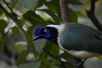 Cyanocorax yncas, carriqui en su hábitat natural sobre la rama de un árbol