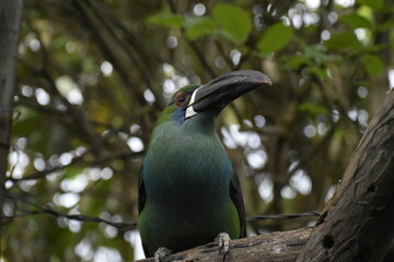 Aulacorhynchus coeruleicinctis, blue-breasted toucanet in natural habitat on tree branch