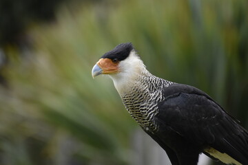 Caracara cheriway, carraco mirando a su presa en su hábitat natural 