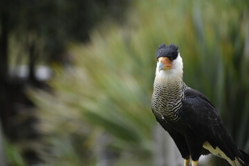 Caracara cheriway, carraco mirando a su presa en su hábitat natural 
