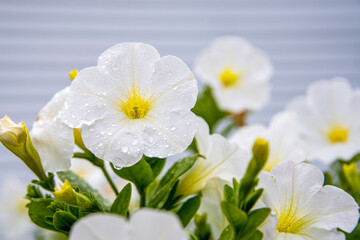 white and yellow narcissus