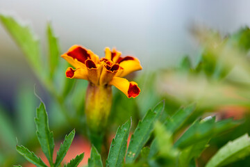 orange flower in the grass
