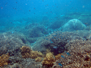 Fototapeta na wymiar The sunlit coral reef in lagoon of Indian Ocean near Bali, Indonesia