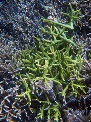 Thickets of green coral in lagoon of Indian Ocean near Bali, Indonesia