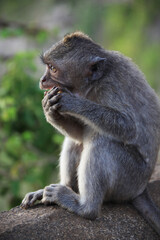 The monkey sits on a stone and eats fruit in the temple of Uluwatu, Bali, Indonesia