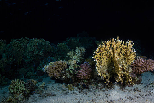 Yellow fire coral on sandy sea bottom