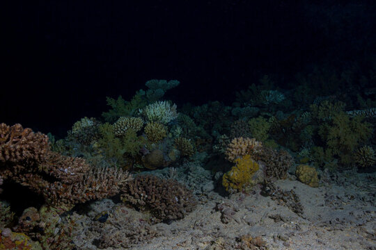 Yellow fire coral on sandy sea bottom
