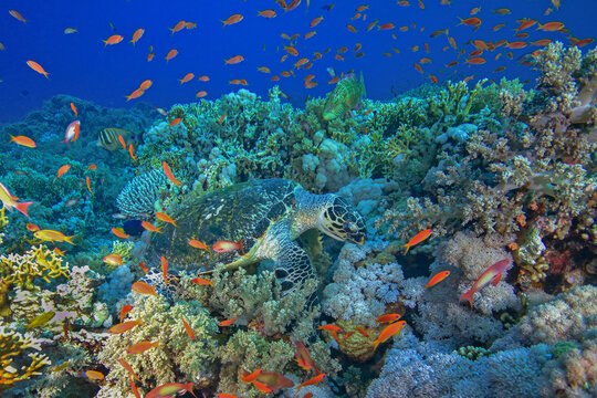Colorful fish and marine turtle swimming in coral reefs