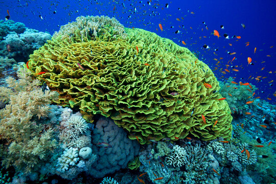 Scleractinia coral reef with colorful fish