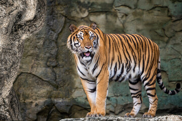 The tiger stands to look at something with interest.