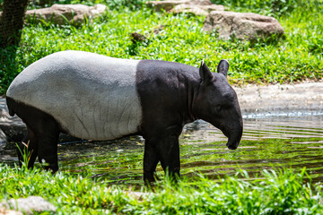 Malayan tapir (tapirus indicus) Thailand.