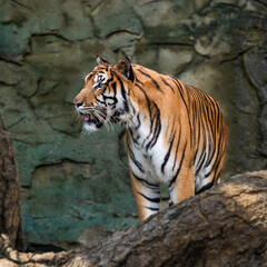 The tiger stands to look at something with interest.