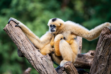 White-handed Gibbon looks at something with interest. (Hylobates lar)