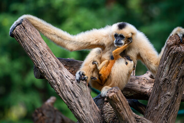 White-handed Gibbon looks at something with interest. (Hylobates lar)