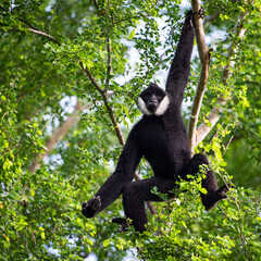 white-cheeked gibbon or Lar gibbon