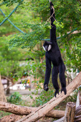 white-cheeked gibbon or Lar gibbon