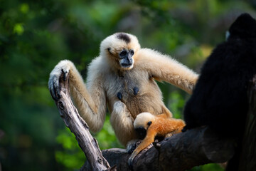 White-handed Gibbon looks at something with interest. (Hylobates lar)