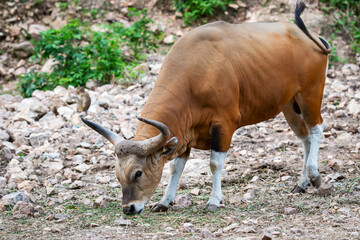 Banteng, Bos javanicus is a rare animal in nature.