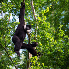 white-cheeked gibbon or Lar gibbon