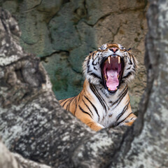 Fototapeta na wymiar The tiger yawn shows sleepiness.