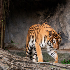 Tiger walking foraging in the forest, the nature of mammals.
