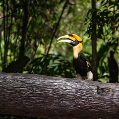 Rangkong adalah satwa langka di Thailand.
