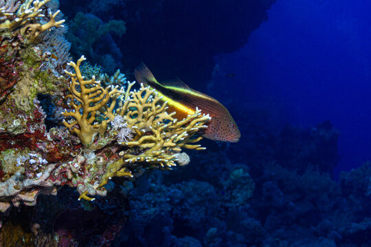 Exotic Paracirrhites forsteri fish swimming in reefs