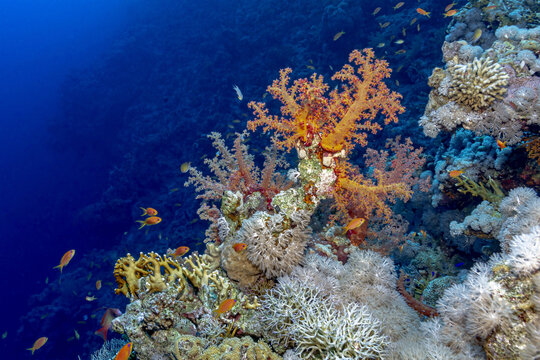Tropical fish swimming in reefs in blue sea