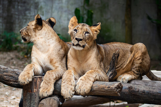 Two young Lion cubs around 6-month-old cub playing together.