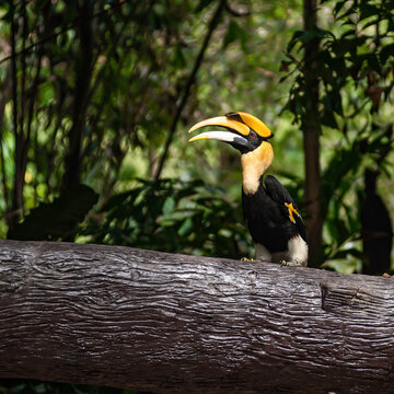 Rangkong adalah satwa langka di Thailand.