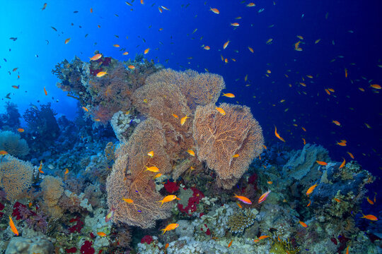 Bright fish swimming around soft corals