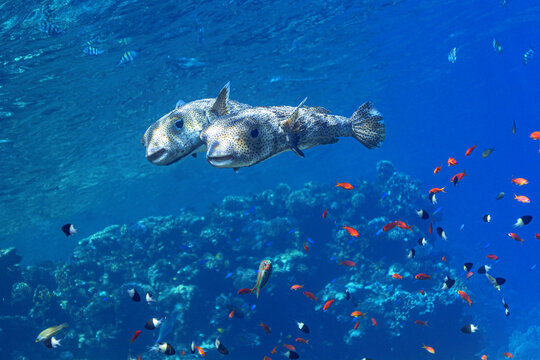 Porcupinefish and bright fish swimming in blue seawater